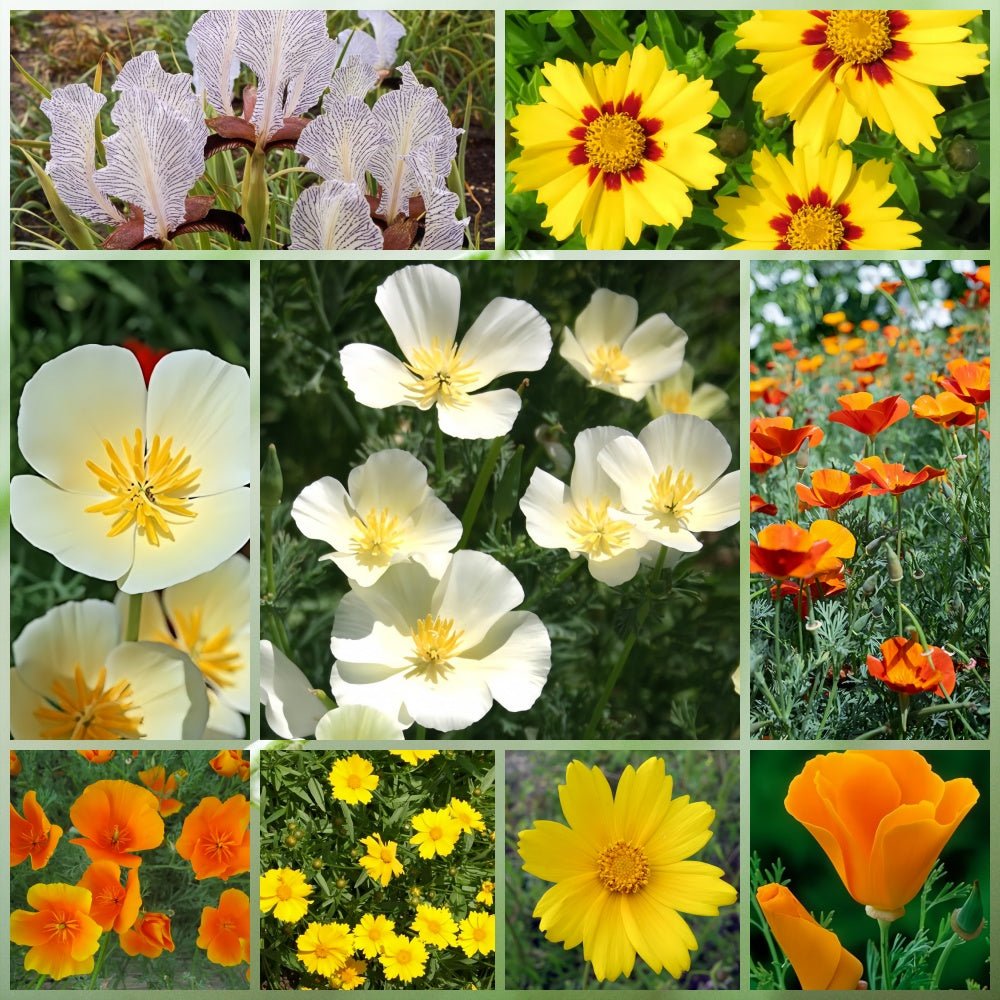Wildflower Seeds - Moisture Resistance Mix Includes California Poppy, Oberonia, Coreopsis, etc. - Verdseeds
